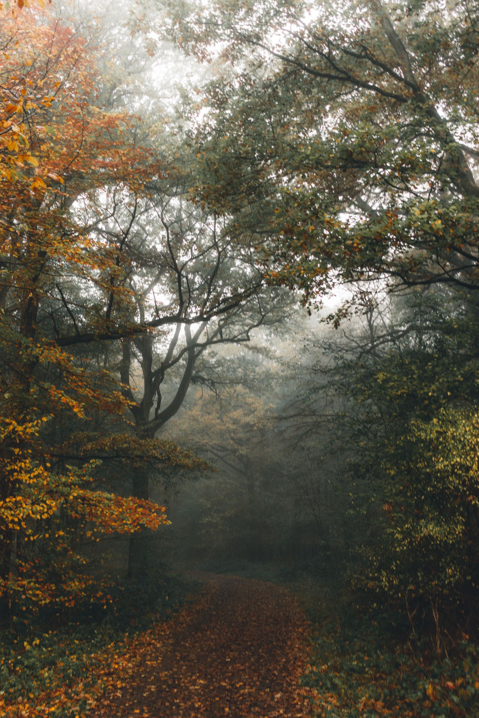 Sentier bordé d'arbres aux couleurs d'automne dans la brume, ambiance de congé d'automne en Ardenne